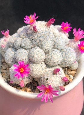【姬春星】多肉植物一物一拍仙人球群生开花带盆种好发货满25包邮
