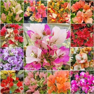 多款新品种三角梅原生扦插袋苗包对版屋顶花园阳台庭院四季开花