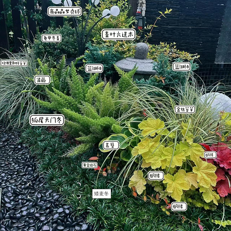 花坛花箱观叶庭院花境花园盆栽设计苗木别墅树苗造景花卉四季长青