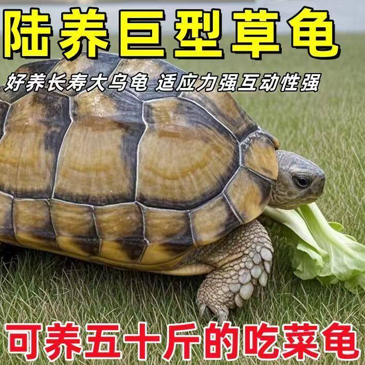 陆养特大巨型陆地纯种草龟中华家养活物温顺大型罕见下蛋素食乌龟