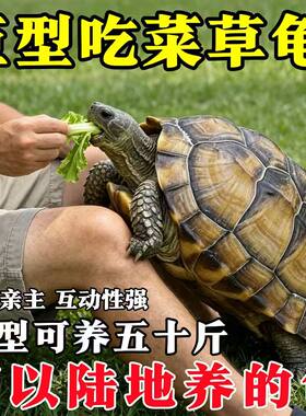 陆养特大巨型陆地纯种草龟中华家养活物温顺大型罕见下蛋素食乌龟