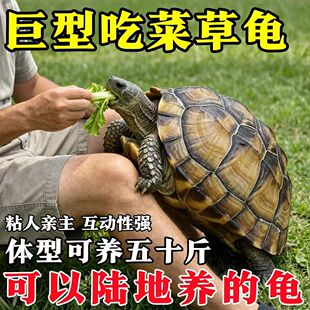 陆养特大巨型陆地纯种草龟中华家养活物温顺大型罕见下蛋素食乌龟