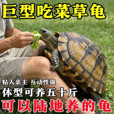 陆养特大巨型陆地纯种草龟中华家养活物温顺大型罕见下蛋素食乌龟