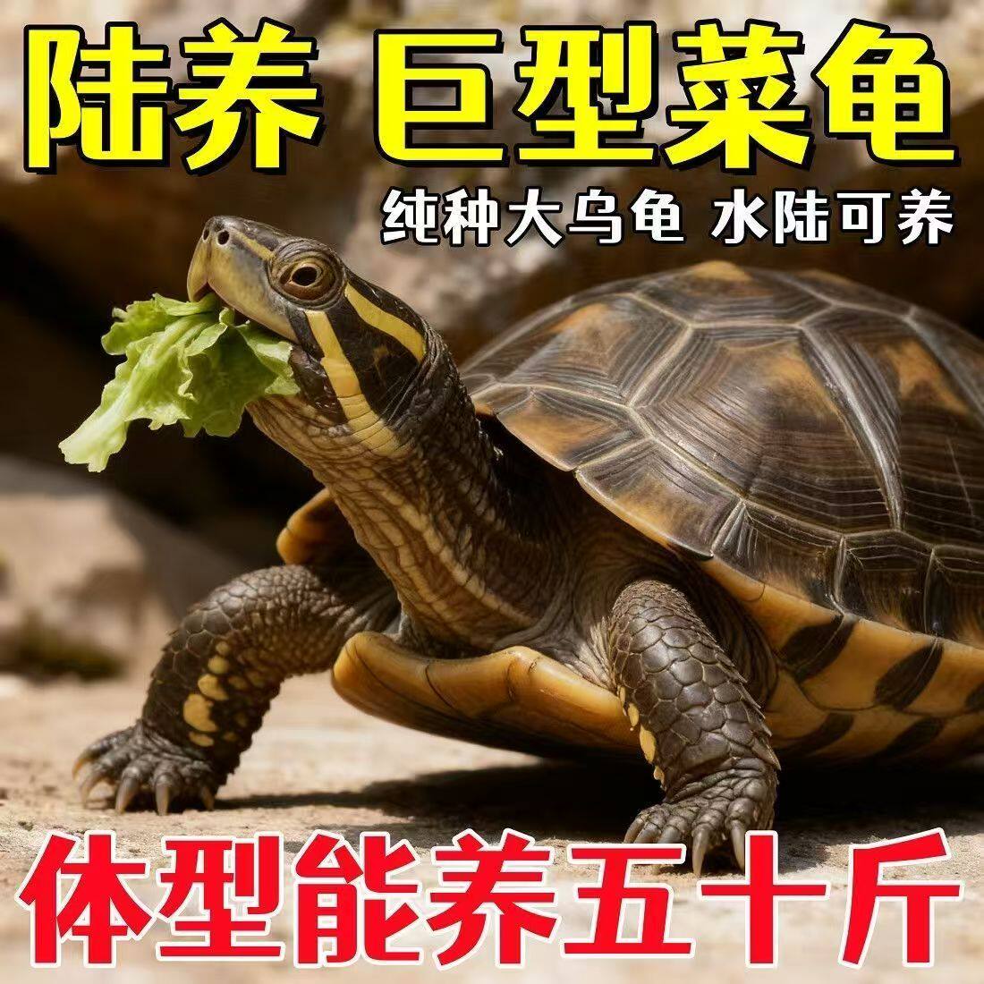 陆养特大巨型陆地纯种草龟中华家养活物温顺大型罕见下蛋素食乌龟
