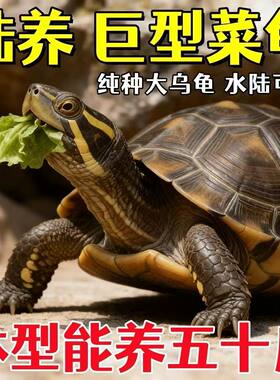 陆养特大巨型陆地纯种草龟中华家养活物温顺大型罕见下蛋素食乌龟