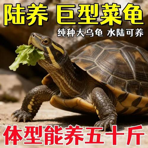 陆养特大巨型陆地纯种草龟中华家养活物温顺大型罕见下蛋素食乌龟