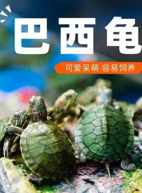 黄金小巴西龟情侣乌龟一对情侣绿色乌龟大龟宠物观赏龟深水宠物龟