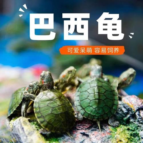 黄金小巴西龟情侣乌龟一对情侣绿色乌龟大龟宠物观赏龟深水宠物龟