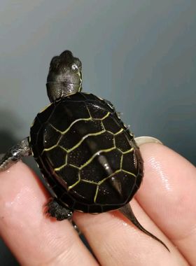 顶墨苗活体小乌龟黑腹全墨情侣草龟宠物外塘深水龟冷水观赏小龟苗
