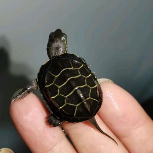 顶墨苗活体小乌龟黑腹全墨情侣草龟宠物外塘深水龟冷水观赏小龟苗