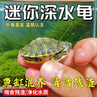 深水黄耳龟迷你宠物招财鱼缸清洁混养活物冷水龟苗龟粮观赏乌龟