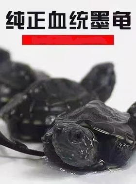 顶墨龟纯种全黑外塘中华草龟长寿黑腹一对情侣小乌龟苗活物活体