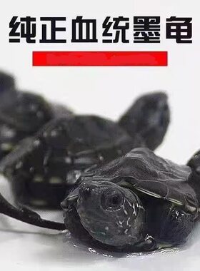 顶墨龟纯种全黑外塘中华草龟长寿黑腹一对情侣小乌龟苗活物活体