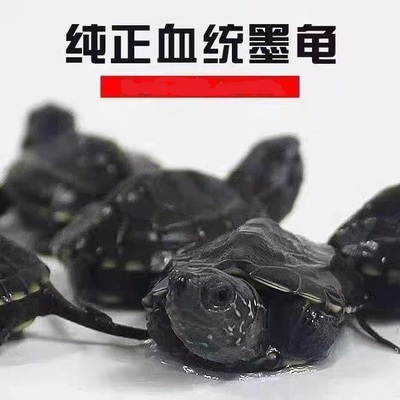 顶墨龟苗活体宠物外塘冷水小草龟观赏金线龟情侣一对小乌龟长寿龟