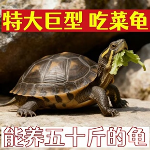 陆养特大巨型陆地纯种草龟中华家养活物温顺大型罕见下蛋素食乌龟