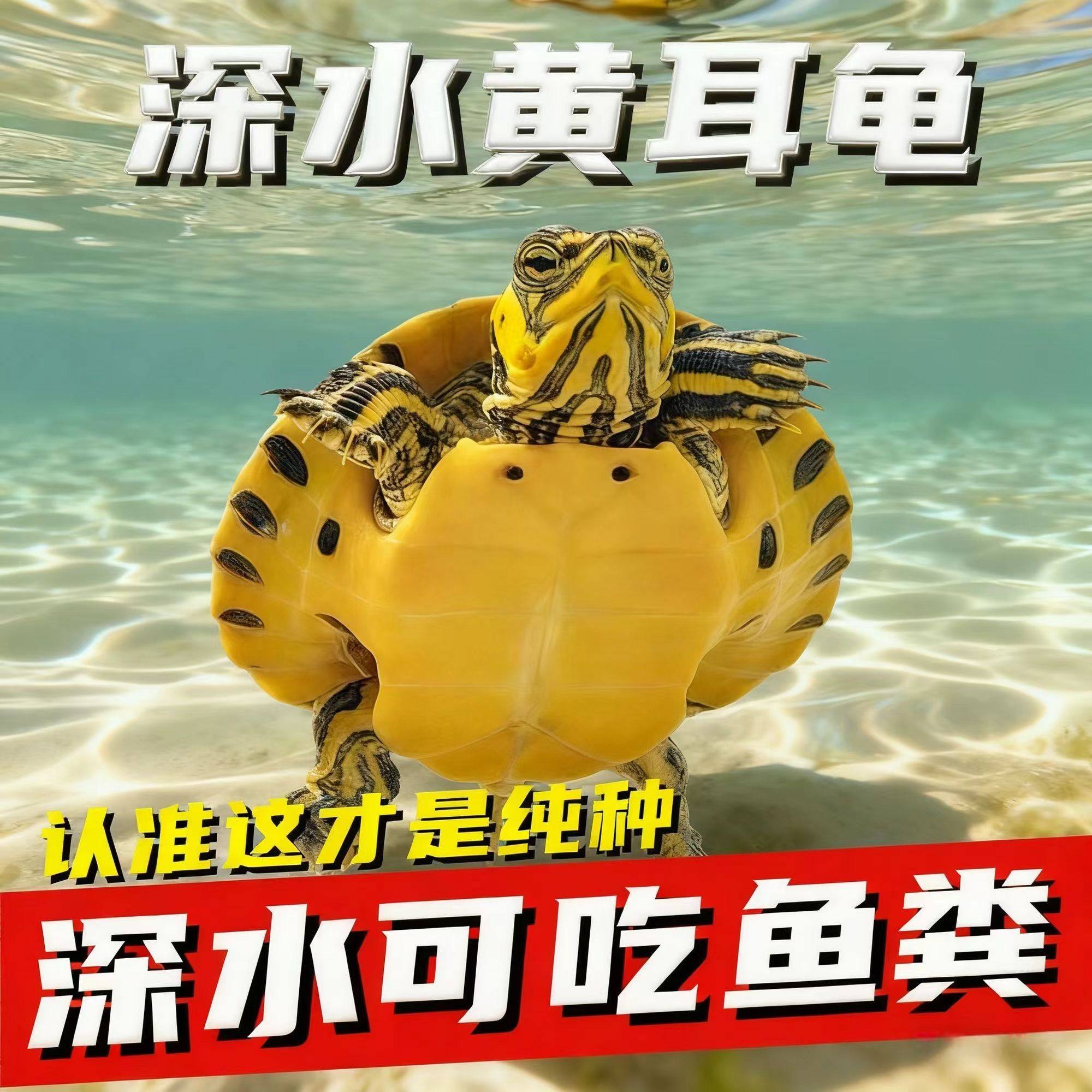 深水黄耳龟迷你宠物招财鱼缸清洁混养活物冷水龟苗龟粮观赏乌龟