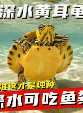 深水黄耳龟迷你宠物招财鱼缸清洁混养活物冷水龟苗龟粮观赏乌龟
