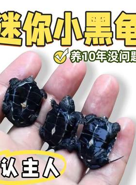 顶墨龟苗活体宠物小乌龟深水全墨龟中华草龟金线龟长寿情侣一对龟