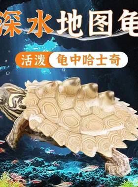 深水地图龟观赏宠物龟乌龟活物小乌龟鱼缸混养密西西比地图龟苗