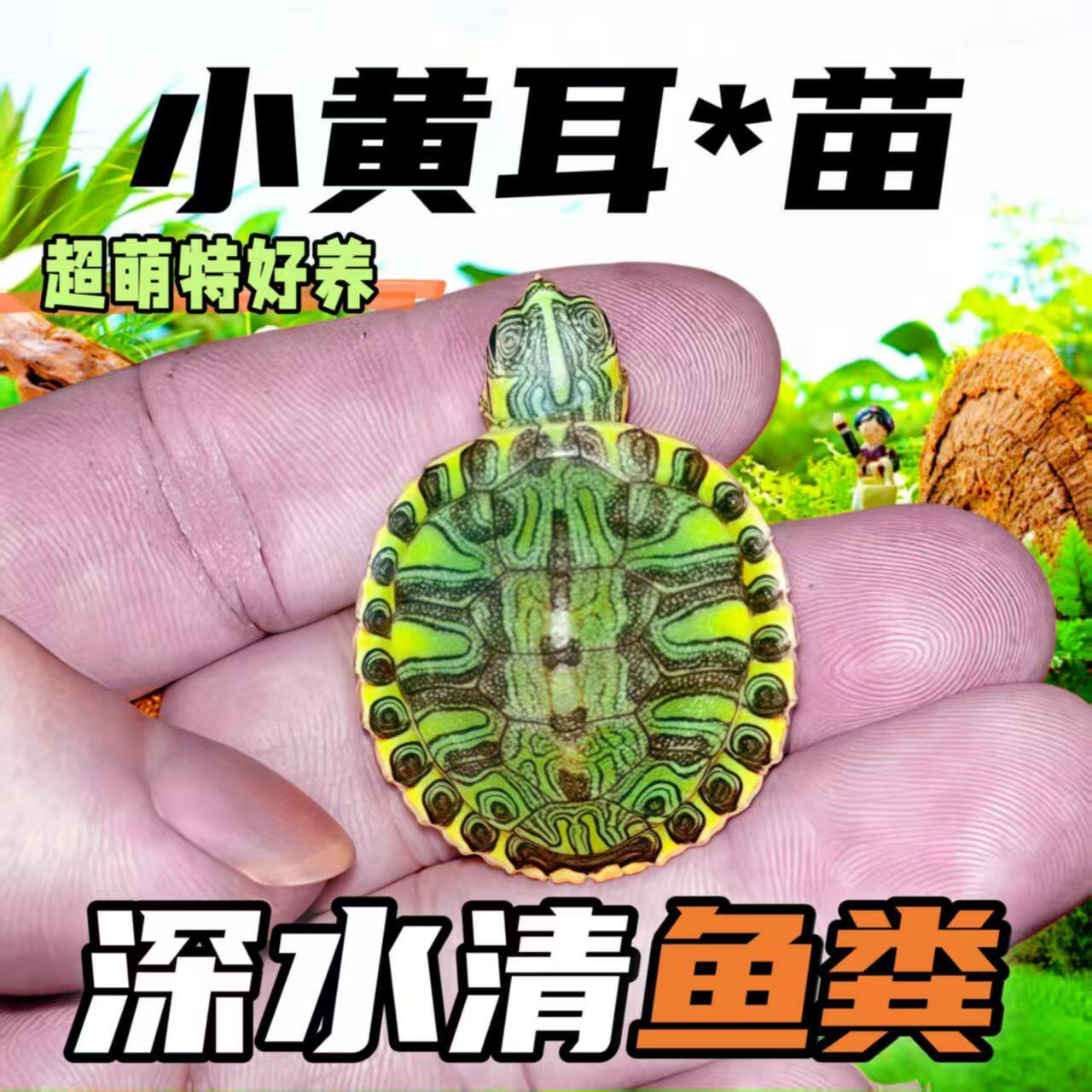 超小黄耳龟鱼缸混养清洁水质吃鱼粪深水金边吃粪小黄耳稀有黄耳龟
