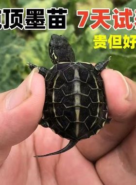 顶墨小乌龟全黑腹中华草龟苗活体宠物公母深水观赏金线草龟长寿龟