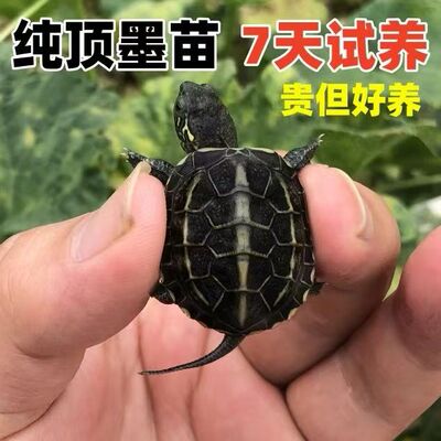 顶墨小乌龟全黑腹中华草龟苗活体宠物公母深水观赏金线草龟长寿龟
