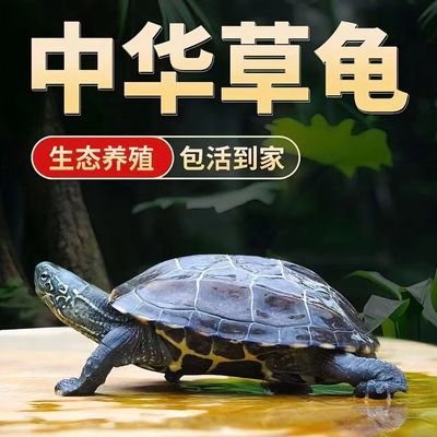 中华草龟活体小乌龟黑腹全墨顶墨苗宠物外塘深水龟冷水观赏大龟苗