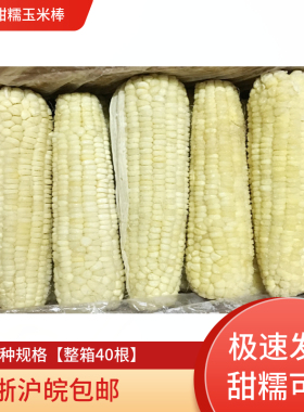 东北甜糯玉米棒 1号玉米40根 粘糯玉米棒早餐白色玉米棒子18-20cm