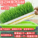 育苗鲜草兔牧草豚鼠种草兔宝宝麦草荷兰猪小麦草种植兔食荷兰猪草