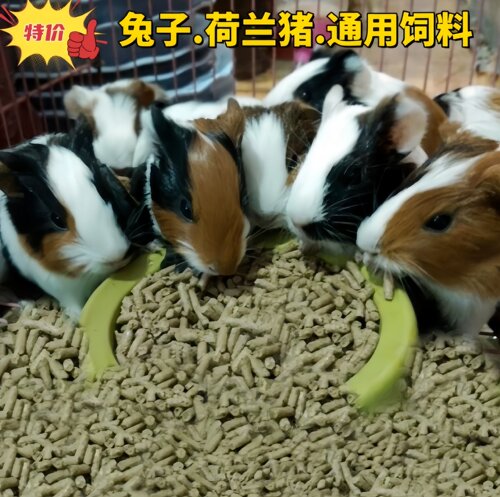 兔粮荷兰猪饲料幼兔干粮豚鼠成年兔主粮零食宠物粮食兔粮食天竺鼠 - 封面