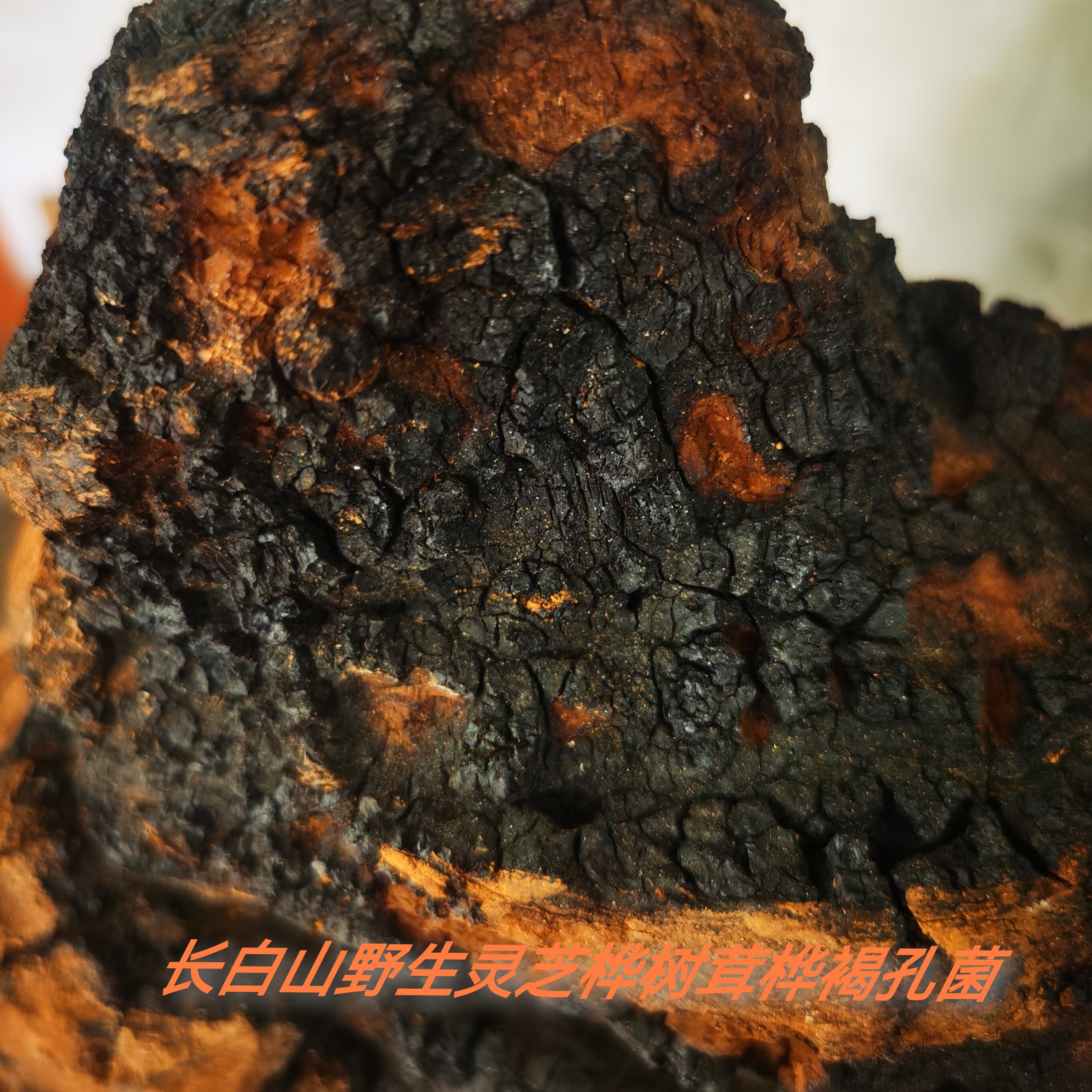 野生灵芝桦树茸250g白桦茸桦褐孔菌长白山非俄罗斯免费切打粉包邮