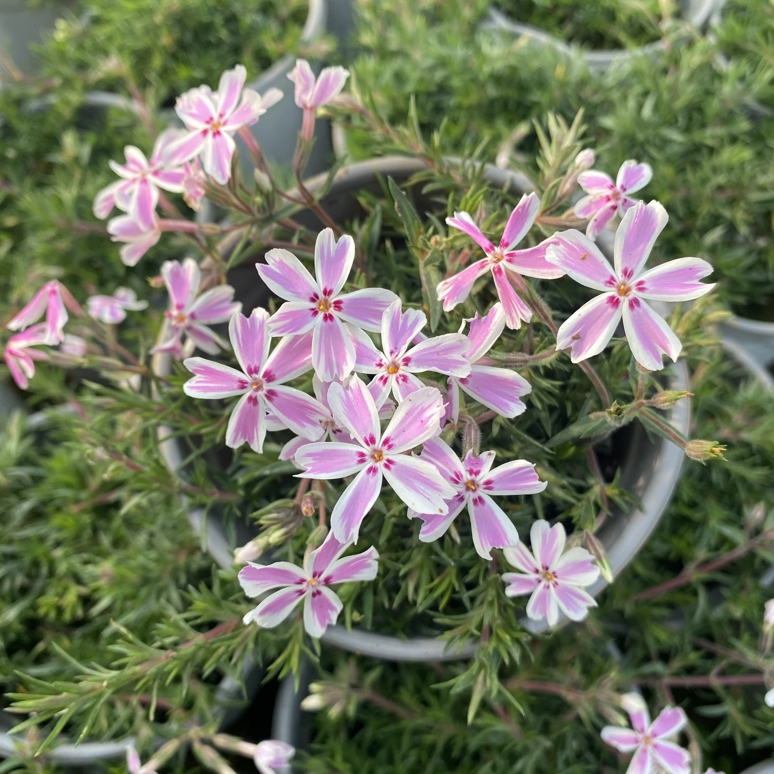 芝樱花苗丛生福禄考庭院爆花神器