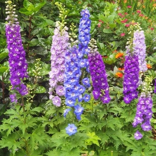 大花飞燕草盆栽花园三剑客花苗多年生耐寒耐热庭院花园花卉植物