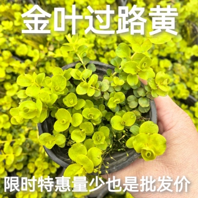 金叶过路黄庭院绿化铺地垂吊植物