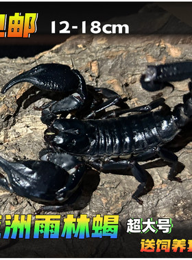 亚洲雨林蝎无毒蝎子超大宠物黑蝎子活体18cm温顺可上手爬虫包活