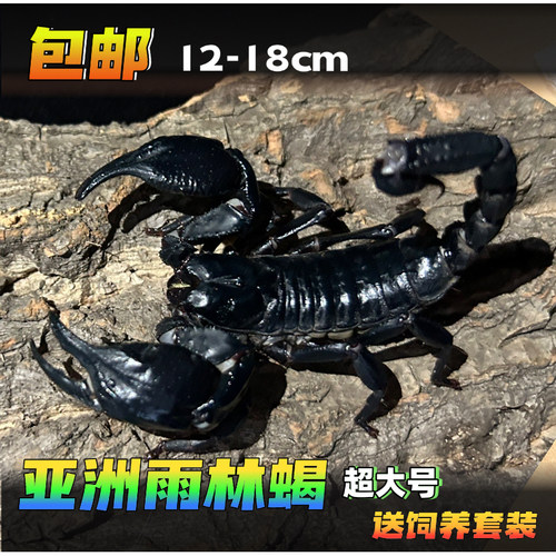 亚洲雨林蝎无毒蝎子超大宠物黑蝎子活体18cm温顺可上手爬虫包活