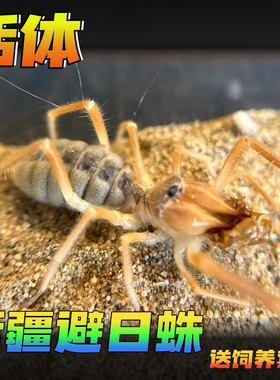 新疆避日蛛活体爬宠 蔽日蛛 凶猛沙漠骆驼蜘蛛 学生玩具高端宠物