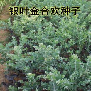 金合欢种子银叶金合欢种子园林绿化苗木种子 林木种子