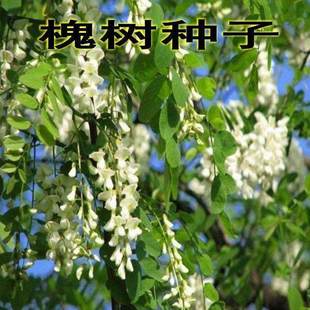 新采国槐种子速生国槐树种子黄花槐红花槐刺槐种子紫穗槐刺槐树籽