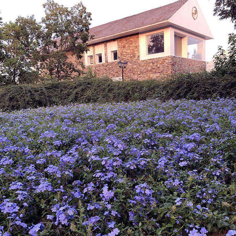 室内阳台垂吊植物花籽盆栽花卉蓝花亚麻种籽子兰花亚麻花卉种子