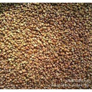 新采收马兰种子马莲种子马兰头马莲花马莲菜马莲草种子包发芽