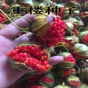 云南重楼种子 滇重楼材种子七叶一枝花独脚莲种苗籽