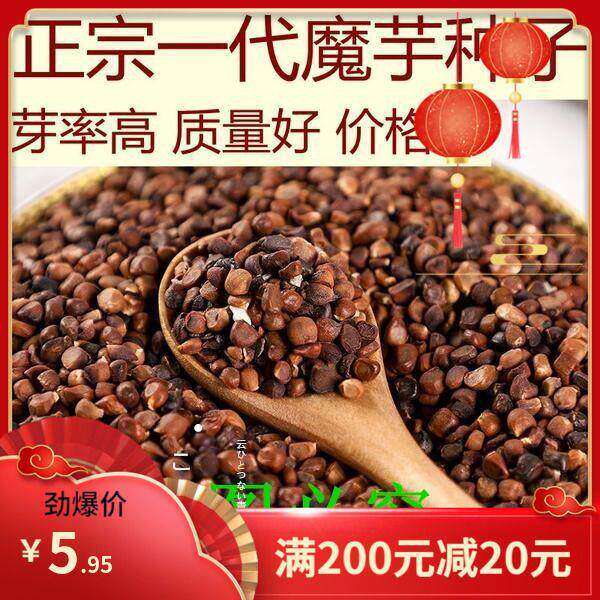 云南有机白魔芋种子高产一代磨芋四季种植脱水消毒正宗花魔芋种籽