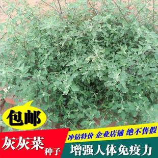 野生灰灰菜种子野菜种植基地四季易种植室内阳台庭院营养丰富包邮