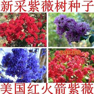 美国红火箭紫薇种子 紫国旗红 百日红树种子 红花紫薇 火球红