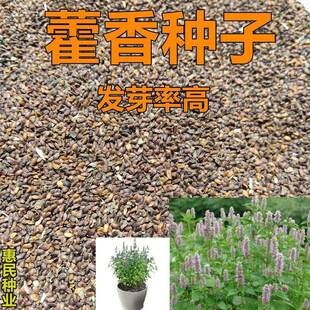 藿香种子药材种子新产藿香种籽可食用解暑霍香正气香草种子多年生