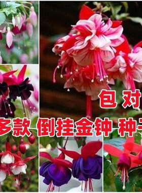 灯笼花种子倒挂金钟吊海棠