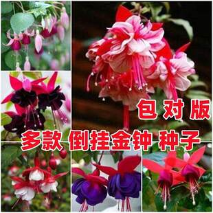 灯笼花种子倒挂金钟吊钟海棠易成活庭院阳台盆栽花卉植物籽四季播