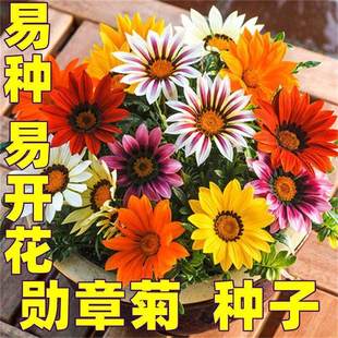 勋章菊种子套装套餐四季花种子非洲太阳花菊花阳台庭院盆栽花种籽