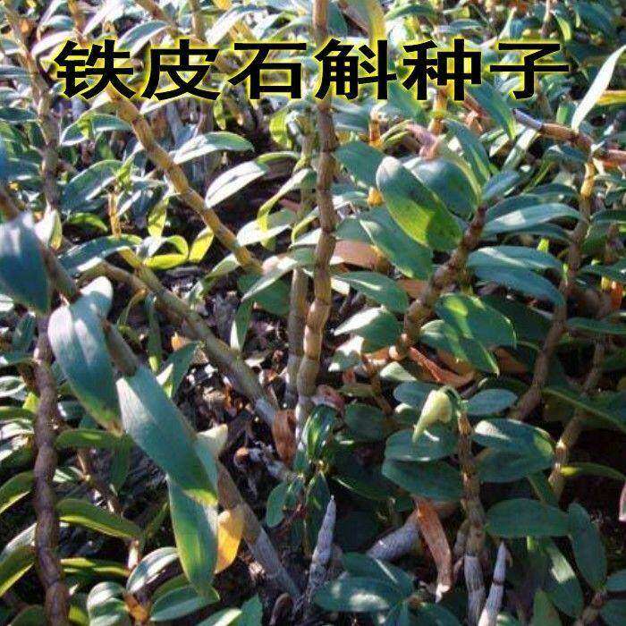铁皮石斛种子新采珍贵稀有药材  霍山石斛 铁皮枫斗种子